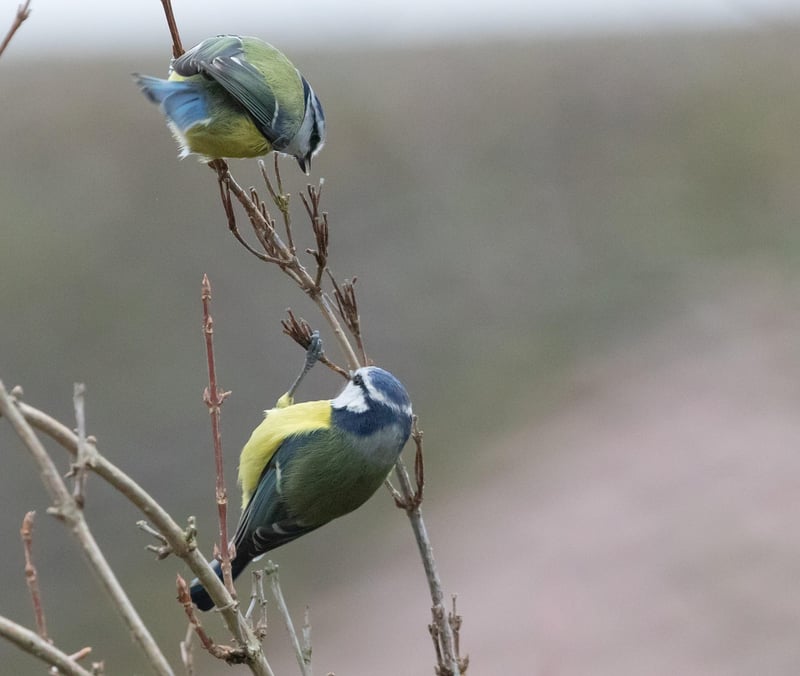 Small space gardening