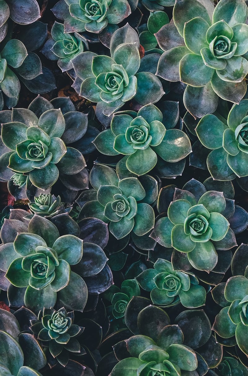 Succulent wall art
